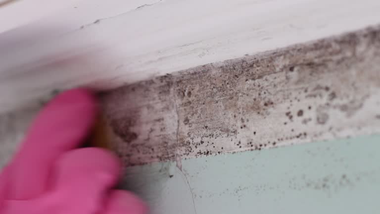 Trusted Glen Cove, NY Mold Removal Experts